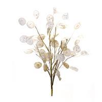 Silver Dollar Spray
