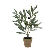 Potted Olive Plant