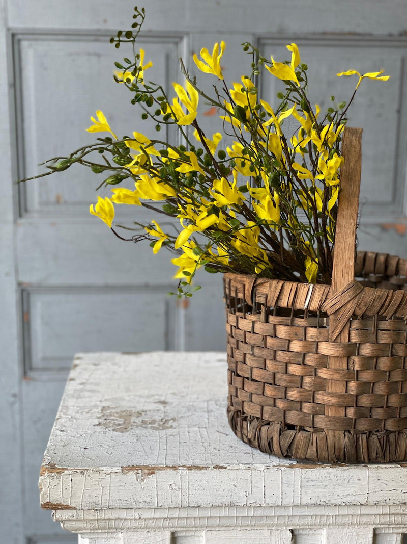 First Blooms Forsythia